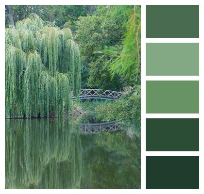 Pond Weeping Willow Pasture Image